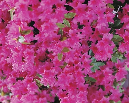 포토 JPG 주간 식물 꽃 여러송이 백그라운드 봄꽃 자연 풍경 사람없음 야외 진달래 철쭉 국내포토 자연요소 다수 봄 생태계 파일형식