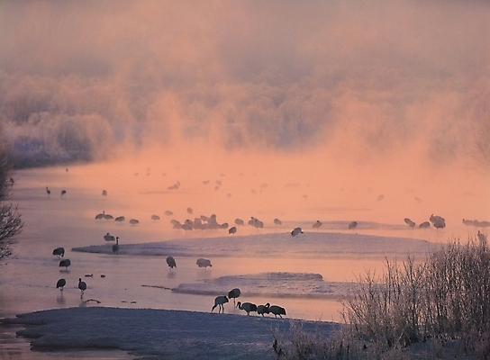 포토 JPG 주간 동물 척추동물 야생동물 배경화면 백그라운드 여러마리 조류 풍경 사람없음 야외 강 국내포토 자연요소 다수 파일형식