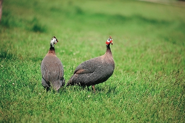 포토 JPG 주간 식물 동물 척추동물 야생동물 두마리 조류 잔디 초원 사람없음 야외 풀 국내포토 자연요소 2 파일형식