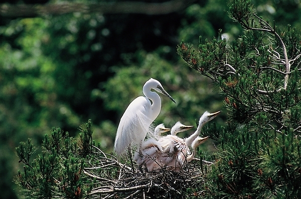 포토 JPG 주간 나무 식물 동물 척추동물 야생동물 새끼 여러마리 조류 사람없음 야외 학 둥지 국내포토 자연요소 다수 파일형식