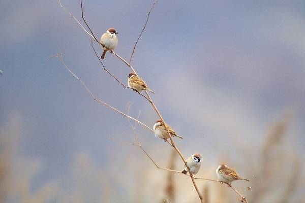 포토 JPG 주간 식물 동물 척추동물 야생동물 여러마리 조류 사람없음 야외 나뭇가지 참새 국내포토 자연요소 나무 다수 파일형식