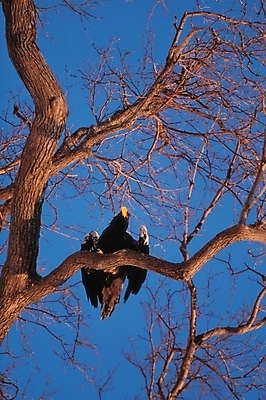 포토 JPG 주간 나무 식물 동물 척추동물 한마리 야생동물 조류 사람없음 야외 나뭇가지 까마귀 국내포토 자연요소 1 파일형식