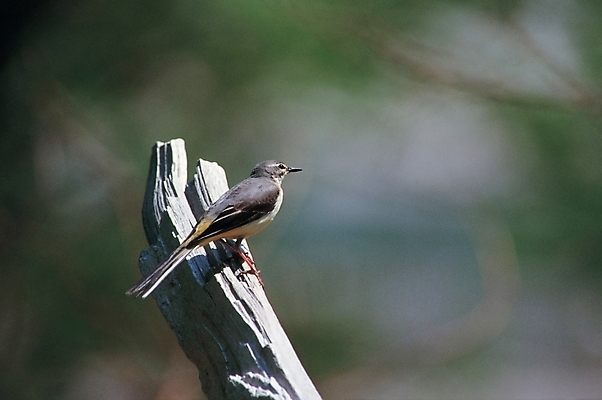 포토 JPG 주간 나무 식물 동물 척추동물 한마리 야생동물 조류 사람없음 야외 국내포토 자연요소 1 파일형식