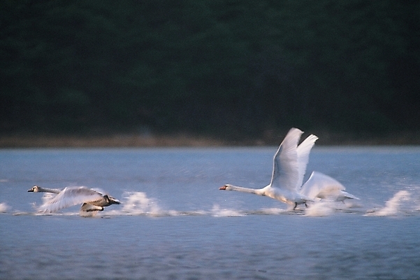 포토 JPG 주간 동물 척추동물 야생동물 여러마리 조류 사람없음 야외 강 백조 국내포토 자연요소 다수 파일형식