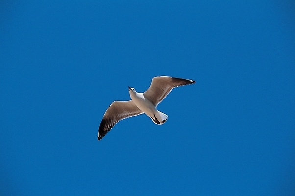 포토 JPG 주간 동물 척추동물 한마리 야생동물 갈매기 조류 하늘 사람없음 야외 국내포토 자연요소 1 파일형식