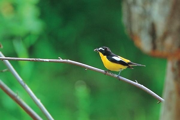 포토 JPG 주간 식물 동물 척추동물 한마리 야생동물 조류 사람없음 야외 나뭇가지 참새 국내포토 자연요소 나무 1 파일형식