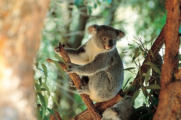 포토 JPG 주간 나무 식물 동물 척추동물 한마리 육지동물 야생동물 포유류 사람없음 야외 풀 코알라 국내포토 자연요소 1 파일형식