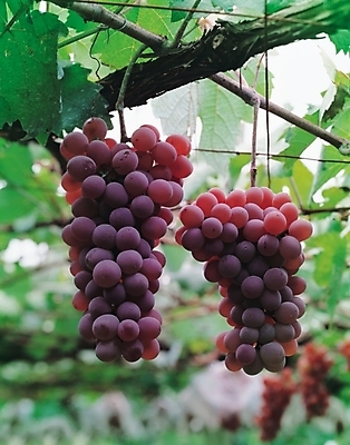 포토 JPG 식물 열매 음식 잎 과일 포도 나뭇잎 사람없음 농작물 덩굴 국내포토 농업 파일형식