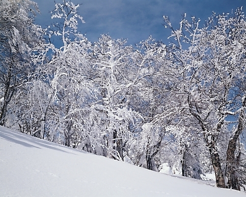 포토 JPG 주간 나무 식물 사계절 계절 배경화면 백그라운드 겨울 자연현상 자연 산 여러그루 풍경 사람없음 야외 눈 대설 국내포토 자연요소 다수 날씨 절기 생태계 파일형식