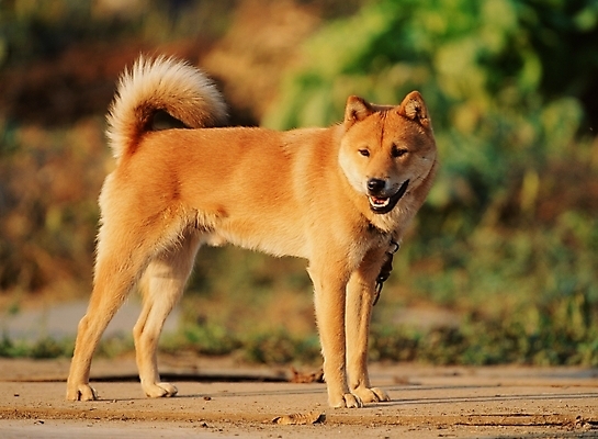 포토 JPG 주간 동물 척추동물 한마리 육지동물 반려견 포유류 근접촬영 사람없음 야외 반려동물 개 진돗개 반려 국내포토 자연요소 1 뷰포인트 파일형식