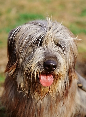 포토 JPG 주간 동물 척추동물 한마리 육지동물 반려견 포유류 근접촬영 사람없음 야외 반려동물 반려 삽살개 국내포토 자연요소 1 뷰포인트 개 파일형식