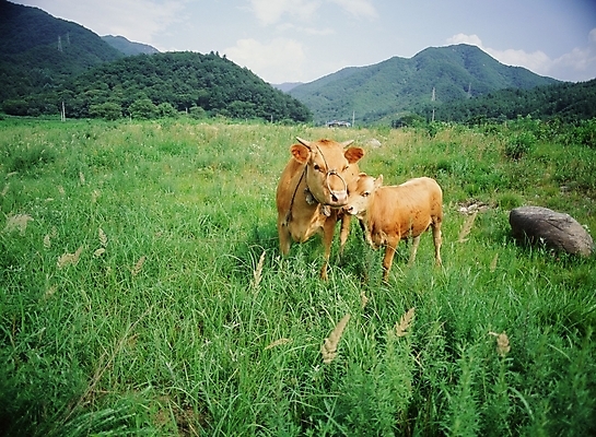 포토 JPG 주간 동물 척추동물 육지동물 포유류 초원 사람없음 야외 가축 목장 소 축산업 송아지 국내포토 자연요소 산업 새끼 파일형식