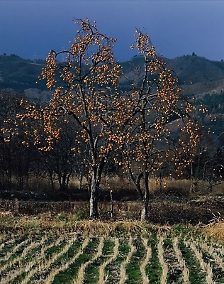 포토 JPG 주간 나무 식물 열매 농업 과일 자연 논 여러그루 풍경 사람없음 야외 농촌 시골 감나무 국내포토 자연요소 산업 다수 감 생태계 파일형식