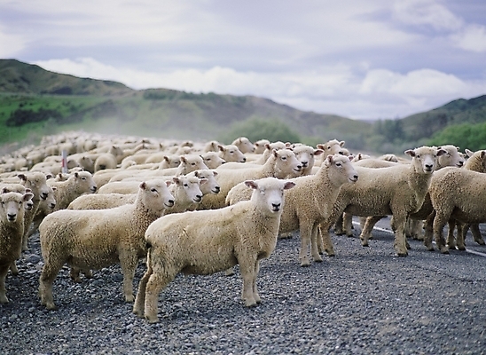 포토 JPG 주간 동물 척추동물 육지동물 포유류 사람없음 야외 가축 목장 양 축산업 양떼 국내포토 자연요소 산업 파일형식