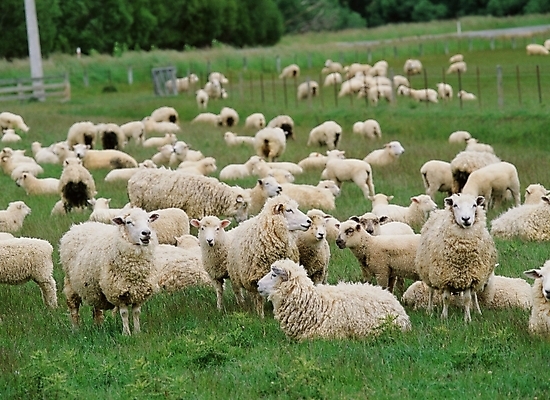 포토 JPG 주간 동물 척추동물 육지동물 포유류 사람없음 야외 가축 목장 양 축산업 양떼 국내포토 자연요소 산업 파일형식