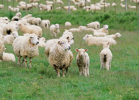 포토 JPG 주간 동물 척추동물 육지동물 포유류 사람없음 야외 가축 목장 양 축산업 양떼 국내포토 자연요소 산업 파일형식