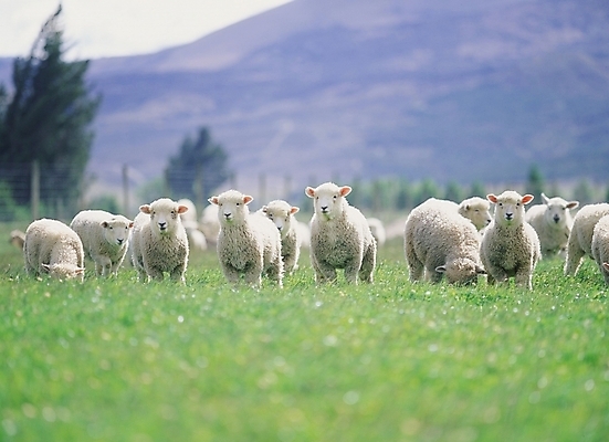 포토 JPG 주간 동물 척추동물 육지동물 포유류 사람없음 야외 가축 목장 양 축산업 양떼 국내포토 자연요소 산업 파일형식