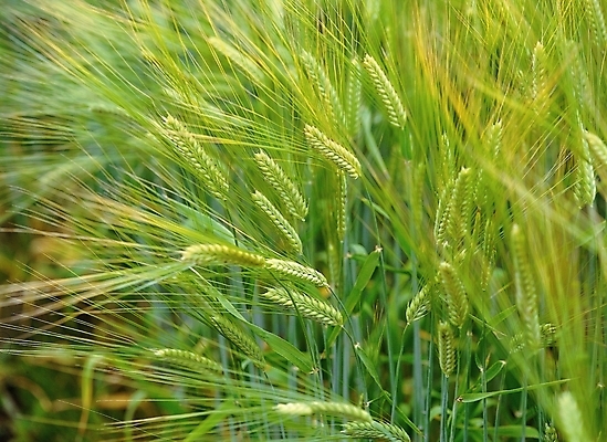 포토 JPG 주간 식물 열매 곡류 근접촬영 사람없음 야외 초록색 보리 국내포토 자연요소 뷰포인트 컬러 파일형식