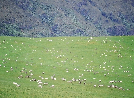 포토 JPG 주간 동물 척추동물 육지동물 포유류 사람없음 야외 가축 목장 양 축산업 양떼 국내포토 자연요소 산업 파일형식