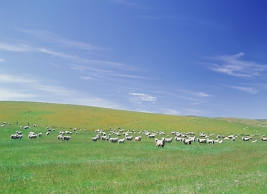 포토 JPG 주간 동물 포유류 풍경 초원 사람없음 야외 목장 양 축산업 양떼 국내포토 자연요소 산업 파일형식