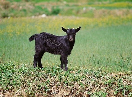 포토 JPG 주간 동물 척추동물 한마리 육지동물 포유류 염소 사람없음 야외 가축 흑염소 국내포토 자연요소 1 파일형식