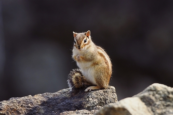 포토 JPG 주간 동물 척추동물 한마리 육지동물 야생동물 포유류 근접촬영 사람없음 야외 다람쥐 국내포토 자연요소 1 뷰포인트 설치류 파일형식