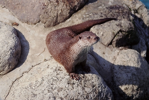 포토 JPG 주간 동물 척추동물 한마리 육지동물 야생동물 포유류 사람없음 야외 수달 국내포토 자연요소 1 파일형식