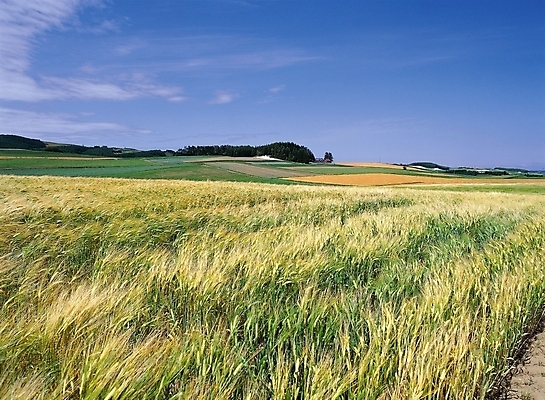 포토 JPG 주간 해외 사계절 계절 자연 하늘 곡류 풍경 초원 사람없음 야외 가을 국내포토 자연요소 생태계 파일형식