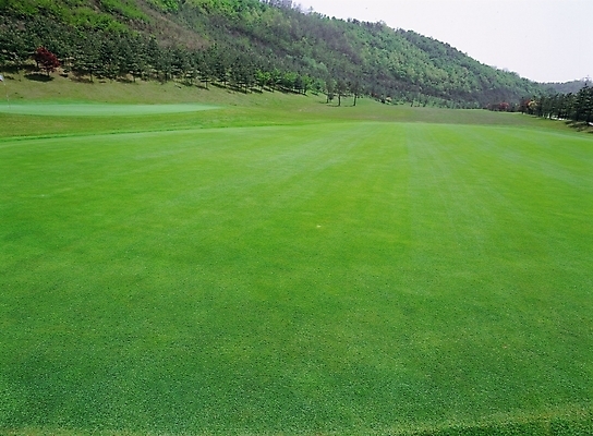 포토 JPG 주간 골프 골프장 초원 사람없음 야외 초록색 구기 국내포토 자연요소 스포츠 컬러 스포츠시설 파일형식