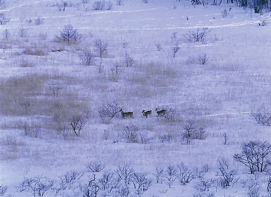 포토 JPG 주간 나무 사계절 계절 설경 겨울 자연 사슴 세마리 풍경 초원 사람없음 야외 눈 대설 순록 국내포토 자연요소 식물 포유류 날씨 3 절기 생태계 파일형식
