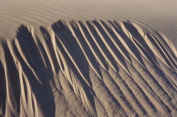포토 JPG 주간 모래 자연 풍경 사람없음 야외 사막 국내포토 자연요소 생태계 파일형식