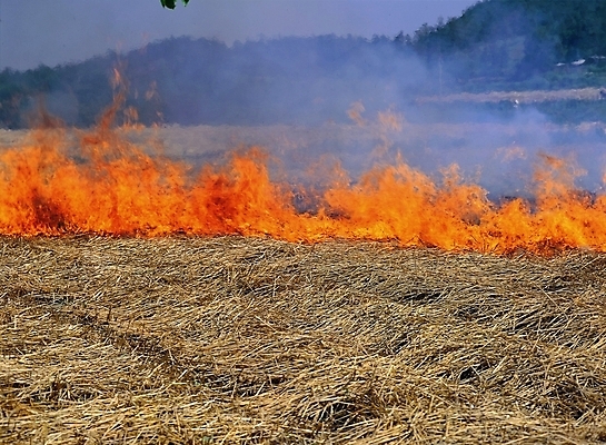 포토 JPG 주간 한국문화 한국전통 농업 불 한국 논 풍경 사람없음 야외 전통놀이 농촌 시골 논두렁 쥐불놀이 국내포토 자연요소 동양문화 전통 산업 아시아 놀이 파일형식