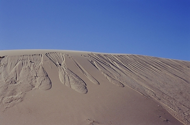 포토 JPG 주간 자연 풍경 사람없음 야외 사막 국내포토 자연요소 생태계 파일형식