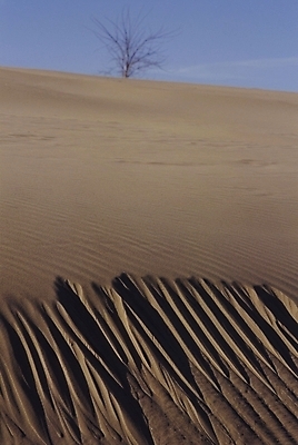 포토 JPG 주간 자연 풍경 사람없음 야외 사막 국내포토 자연요소 생태계 파일형식