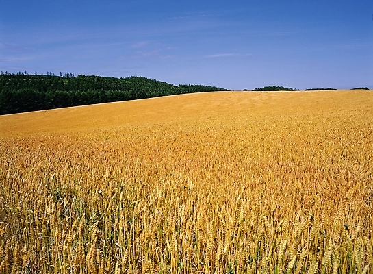 포토 JPG 주간 구름 해외 사계절 계절 자연 하늘 곡류 풍경 초원 사람없음 야외 금색 가을 국내포토 자연요소 컬러 생태계 파일형식