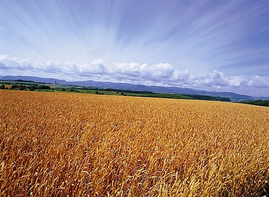 포토 JPG 주간 구름 해외 사계절 계절 자연 하늘 곡류 풍경 초원 사람없음 야외 금색 가을 국내포토 자연요소 컬러 생태계 파일형식