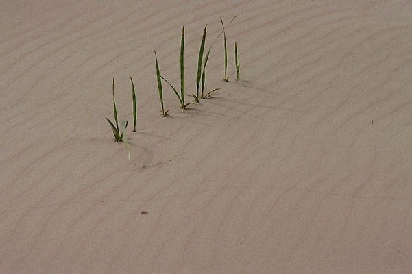 포토 JPG 주간 자연 풍경 근접촬영 사람없음 야외 사막 국내포토 자연요소 뷰포인트 생태계 파일형식