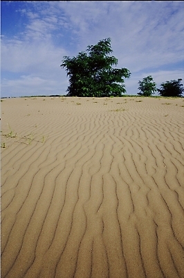 포토 JPG 주간 모래 자연 풍경 사람없음 야외 사막 국내포토 자연요소 생태계 파일형식