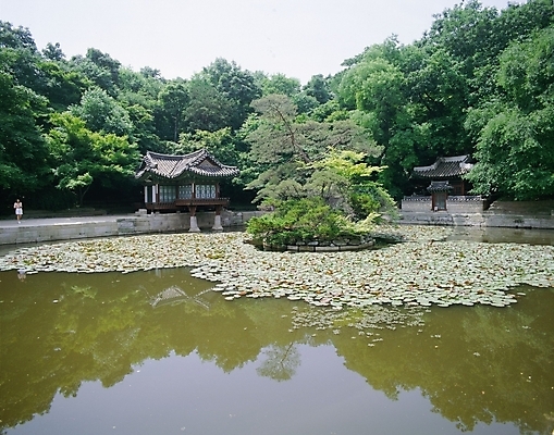 포토 JPG 주간 나무 한국문화 공원 건축 호수 주택 한명 풍경 야외 정원 동양건축 궁전 놀이공원 세계문화유산 연못 정자 장면 창덕궁 말뚝 부용정 부용지 국내포토 자연요소 식물 1 동양문화 건축물 공공시설 고건축 한국 사람 건물 테마파크 문화재 파일형식 동양