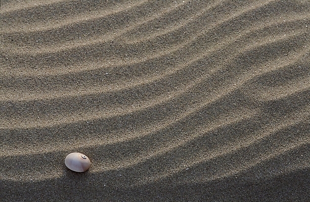 포토 JPG 주간 자연 풍경 근접촬영 사람없음 야외 사막 조개껍데기 국내포토 자연요소 뷰포인트 조개 생태계 파일형식