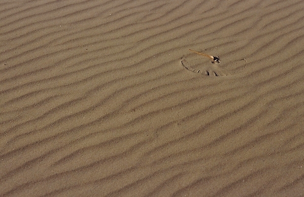 포토 JPG 주간 자연 풍경 근접촬영 사람없음 야외 사막 국내포토 자연요소 뷰포인트 생태계 파일형식