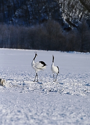 포토 JPG 주간 동물 척추동물 사계절 계절 두마리 겨울 자연 조류 사람없음 야외 학 눈 국내포토 자연요소 2 날씨 생태계 파일형식