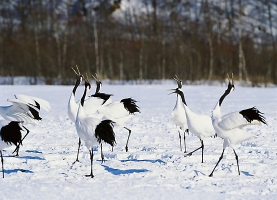 포토 JPG 주간 동물 척추동물 사계절 계절 겨울 여러마리 자연 조류 사람없음 야외 학 눈 국내포토 자연요소 다수 날씨 생태계 파일형식