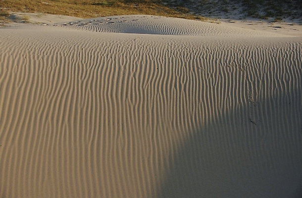 포토 JPG 주간 자연 풍경 사람없음 야외 사막 국내포토 자연요소 생태계 파일형식