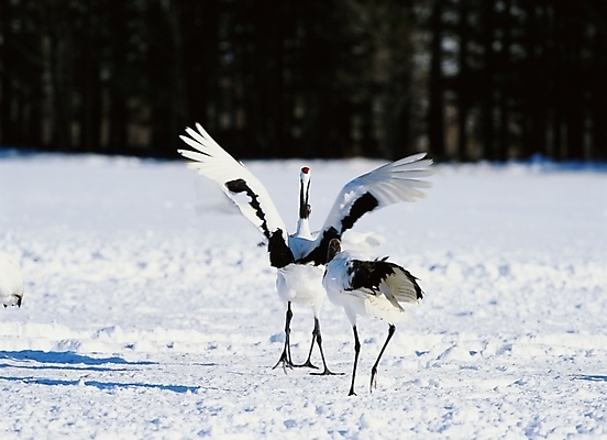포토 JPG 주간 동물 척추동물 사계절 계절 두마리 겨울 자연 조류 사람없음 야외 학 눈 국내포토 자연요소 2 날씨 생태계 파일형식