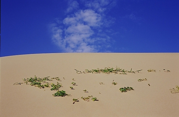 포토 JPG 주간 자연 풍경 사람없음 야외 사막 국내포토 자연요소 생태계 파일형식