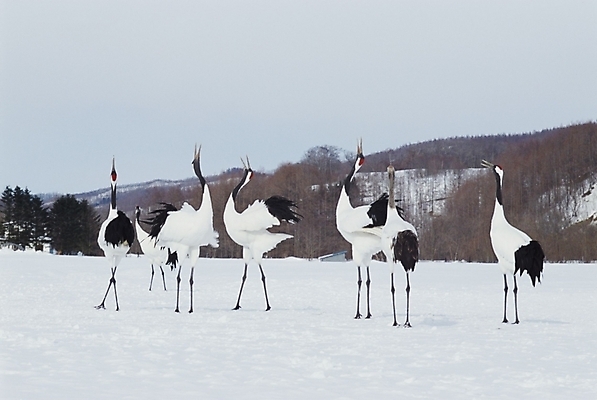 포토 JPG 주간 동물 척추동물 사계절 계절 겨울 여러마리 자연 조류 사람없음 야외 학 눈 국내포토 자연요소 다수 날씨 생태계 파일형식