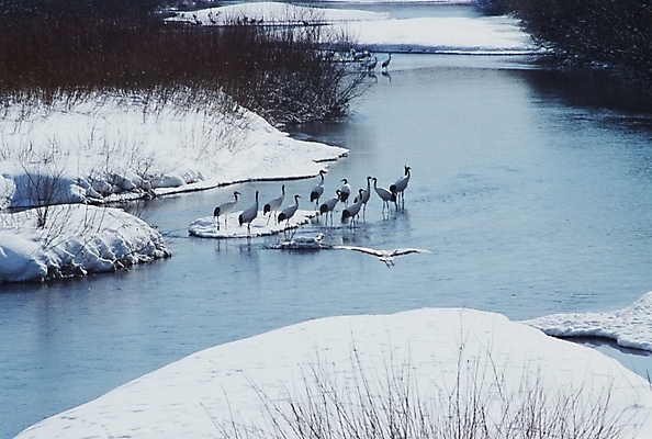 포토 JPG 주간 동물 척추동물 사계절 계절 겨울 여러마리 자연 조류 사람없음 야외 학 국내포토 자연요소 다수 생태계 파일형식