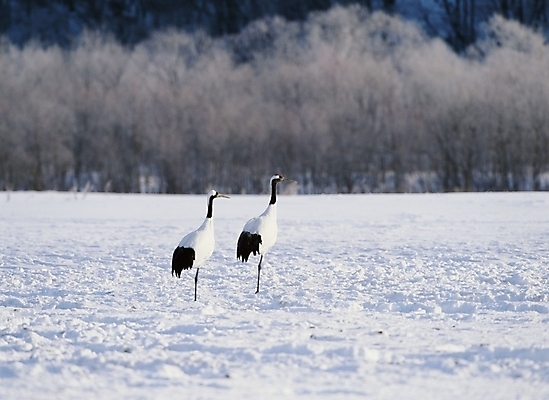포토 JPG 주간 동물 척추동물 사계절 계절 겨울 자연 조류 사람없음 야외 학 눈 국내포토 자연요소 날씨 생태계 파일형식