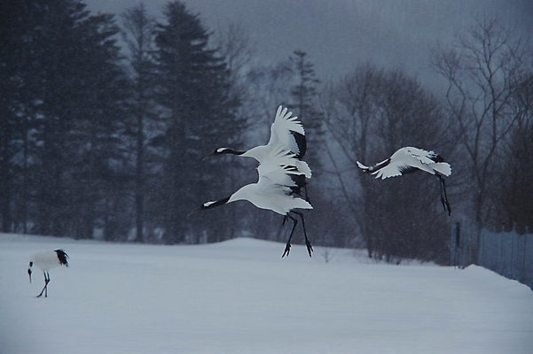 포토 JPG 주간 동물 척추동물 사계절 계절 겨울 여러마리 자연 조류 사람없음 야외 학 눈 국내포토 자연요소 다수 날씨 생태계 파일형식